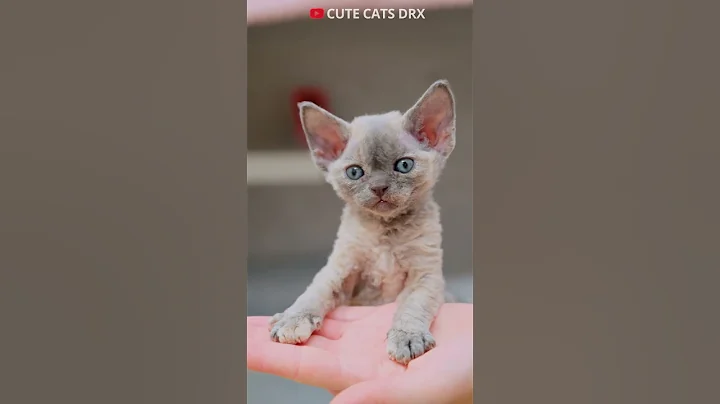 Watch the video about 1 month old kittens Devon Rex #shorts