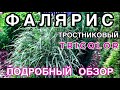 🌾ФАЛЯРИС 🌾тростниковый 🌾сорт ‘ТРИКОЛОР’ в моем саду⭐️ОБЗОР🌿Делюсь опытом выращивания