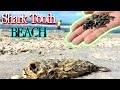 Shark Teeth Hunting | SHARK TOOTH BEACH Venice Florida ( WE FOUND and TOOK THEM ALL!! )