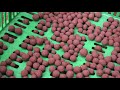 STEM Pathways Video - The Perfect Seedball