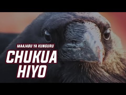CHUKUA HIYO MAAJABU YA KUNGURU