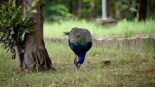 Male Indian Peacock Eating Food With Myna Bird peacock dhanpalsingh78