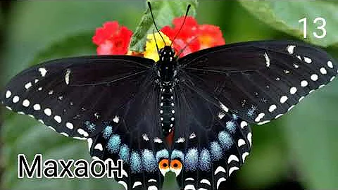 33 САМЫХ КРАСИВЫХ БАБОЧЕК!
