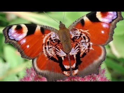 Видео: Насколько редки нарисованные бабочки?