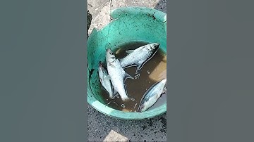 câu cá cóc ... full video trên kênh ạ