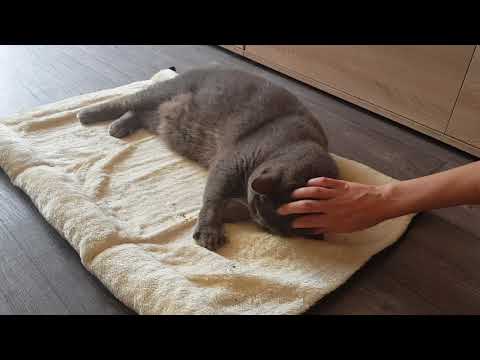 Video: Proč Některé Kočky Na Catnip Nereagují?