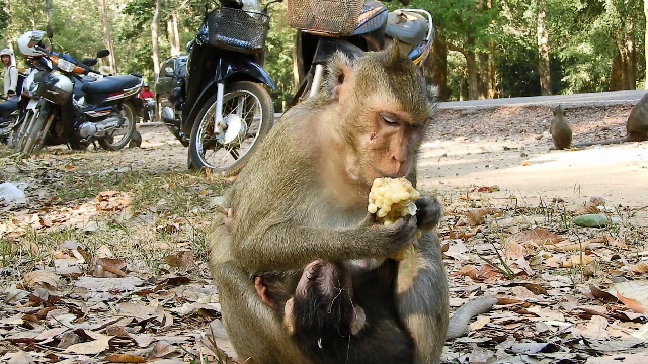 monkey costume 2t Baby monkey sleepy after milk - mom like eat corn dilicious