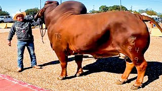 Red Brahman bull going to collection center