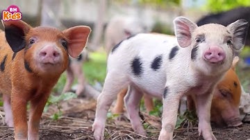 Con Cún Con, Gà Con Ơi   Nhạc Thiếu Nhi Vui Nhộn Sôi Động