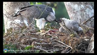 Harpy eagle feeding its chick with an Armadillo (La Harpie féroce donne à manger à son petit)