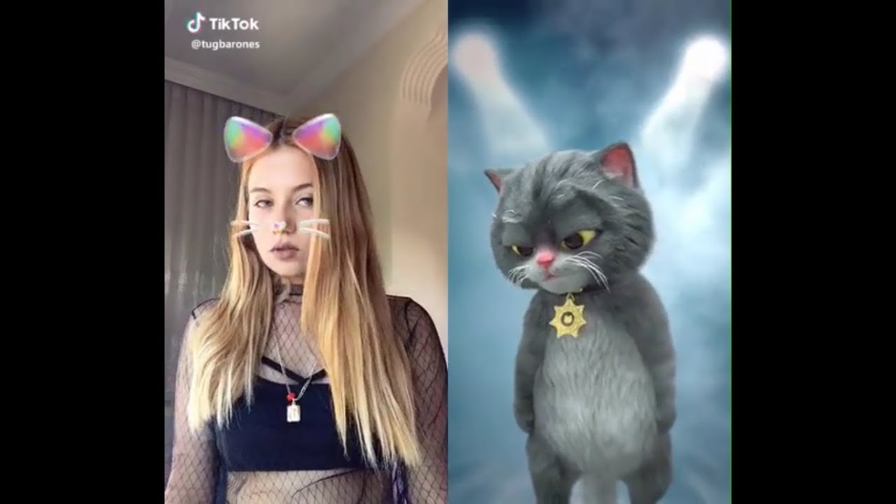 Песня кота тик ток. Tik Tok кошка. Кошка из тик тока. Кошка с тиктока. Тик ток с котами.