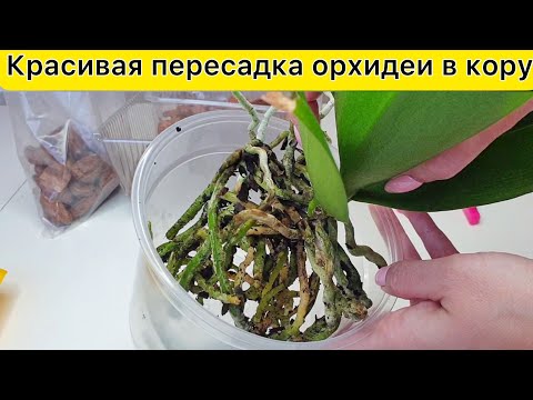 Всё просто! Легкая ПЕРЕСАДКА орхидеи