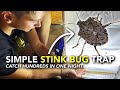 How we got rid of stink bugs  easy diy brown marmorated stink bug trap