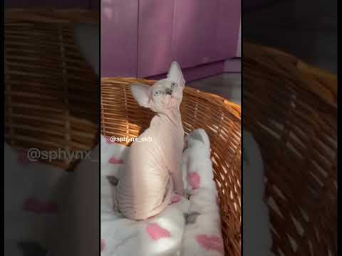 Есть свободные котята канадского сфинкса! #сфинксы #сфинкс #канадскийсфинкс #sphynx #мимимишки