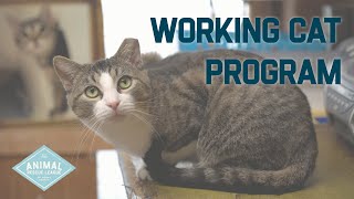 Working Cat Program at the Animal Rescue League of Berks County