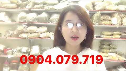 Cây thuốc nam #65: RỄ CÀ GAI LEO NGÂM RƯỢU ĐƯỢC KHÔNG?