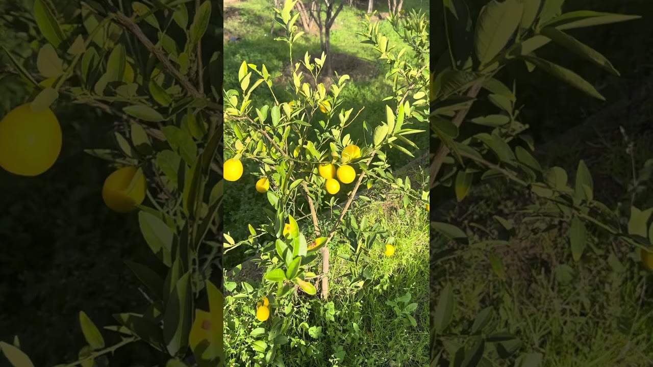 البرتقال الملكي  شتلات