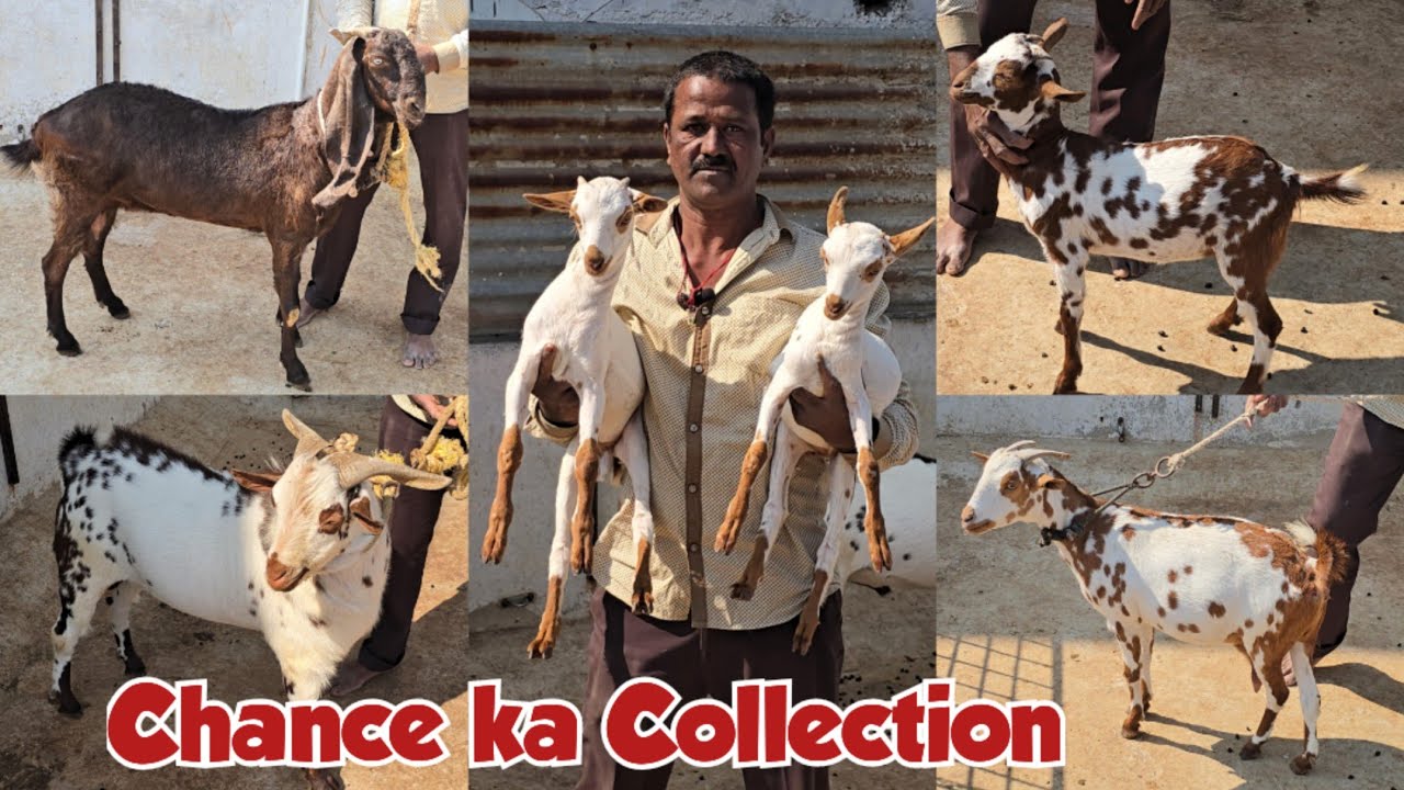 Chance Ke Barbari Bakriya | Top Quality Barbari goats Available in Hyderabad | Raju Bhai
