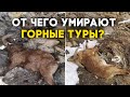 Десятки мертвых горных туров нашли в горах Дагестана