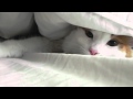 My turkish van cat (Oliver) の動画、YouTube動画。