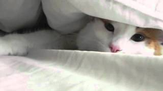 My turkish van cat (Oliver) by Kevin Lozano 30,656 views 13 years ago 1 minute, 17 seconds