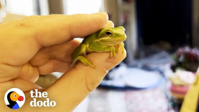 Tiny pumpkin toadlet frogs are very clumsy jumpers and now we know why