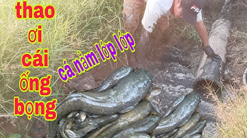 BẮT CÁ CẠN KHÔNG NGỜ ĐƯỜNG NƯỚC RUỘNG NÀY CÁ CÒN NHIỀU GHÊ | Phúc TV 84/catch fish