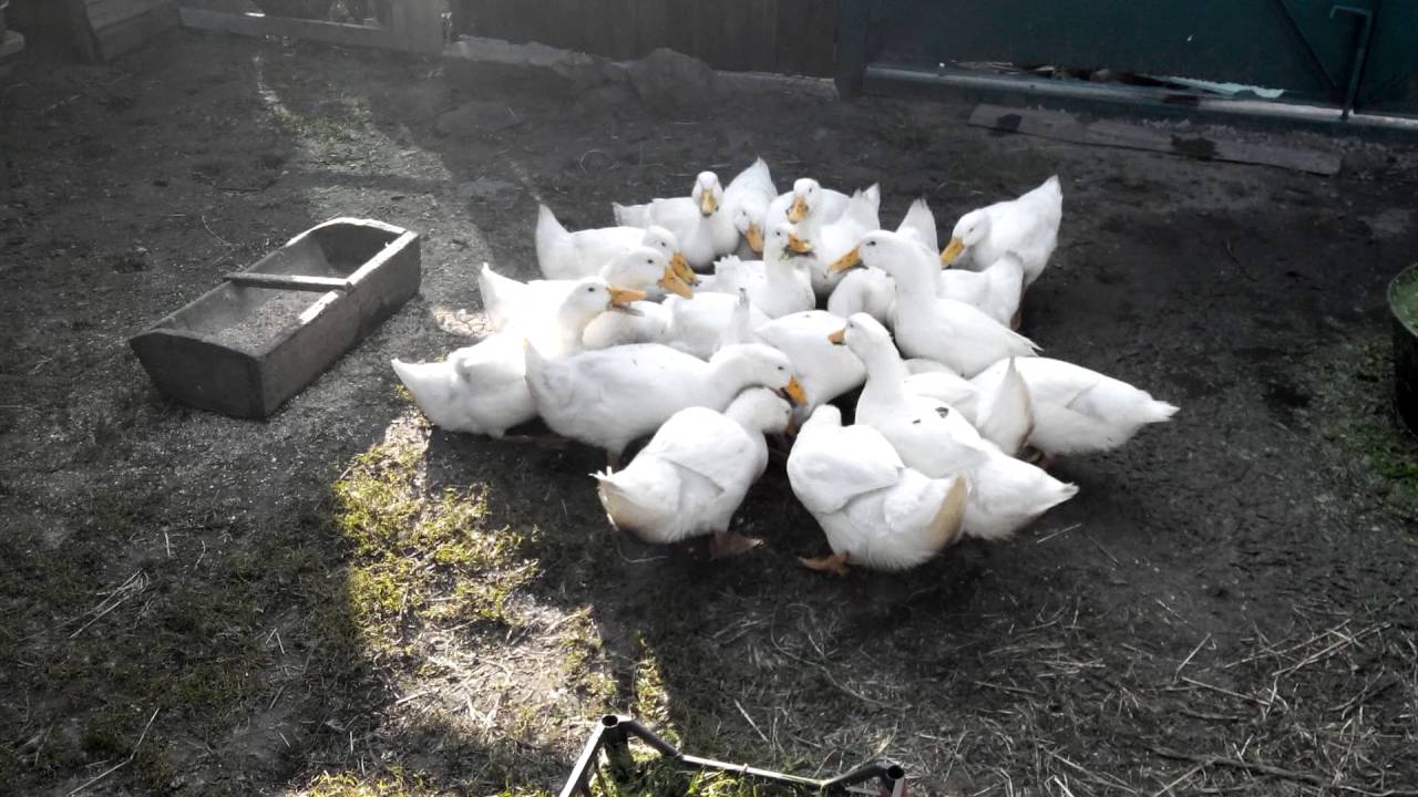 утка стар 53 фото описание онлайн утка стар 53 фото описание