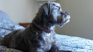 How To Help A Dog With Separation Anxiety | Lucky Dog