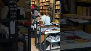 #cat 📚🐈#istanbul