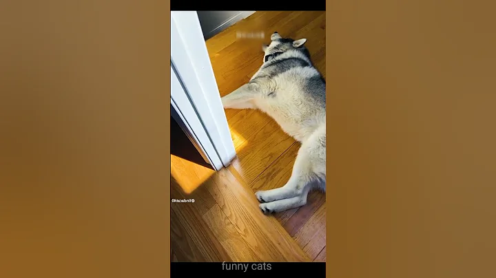 Video 1624491: cats dogs pets funniest, pets hilarious cat, cat pets reaction, laugh funniest cats dogs, loud cat