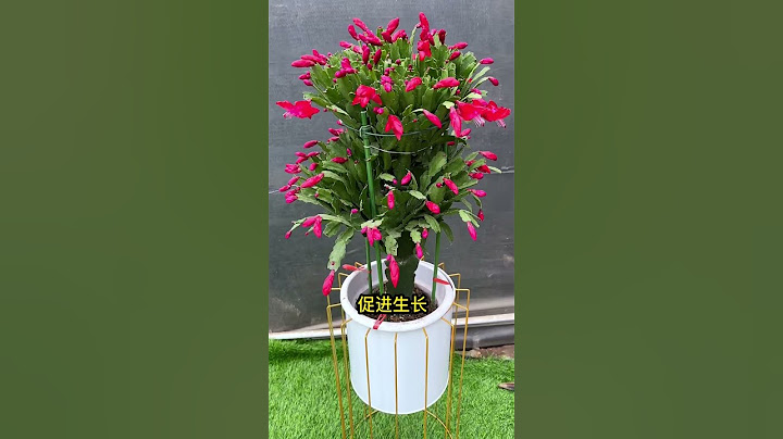 #蟹爪蘭 怎麼養護愛開花 #養花 #分享養花經驗 #shorts - 天天要聞