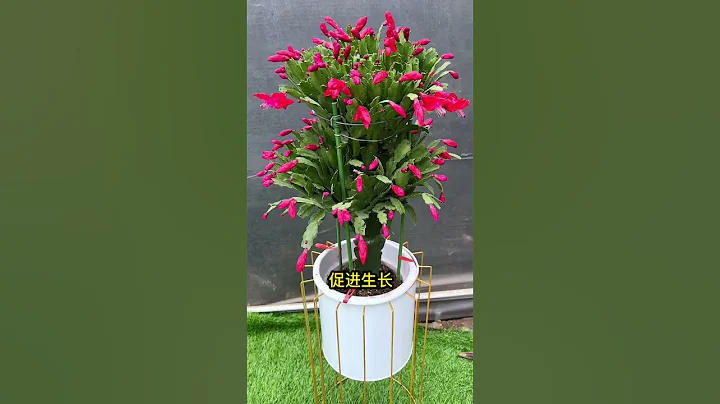 #蟹爪兰 怎么养护爱开花 #养花 #分享养花经验 #shorts - 天天要闻