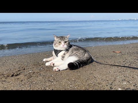 砂浜でくつろいでたら波が押し寄せてきたときの猫の反応がかわいすぎたw