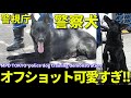 百戦錬磨の警視庁警察犬が女性隊員に甘える姿が可愛すぎる!! Metropolitan Police Department police dog training demonstration