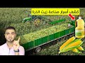 مصانع زيت الذرة تكشف الحقيقة من الحصاد حتى عصر الذرة ماذا يضاف للزيت