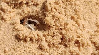 Jerusalem Cricket Digging Part 2