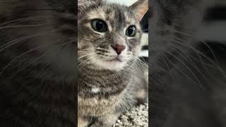 #thecatnamedlexi #shorts #cats  #adoptdontshop #astarisborn #petsofyoutube #catsoftiktok #😼