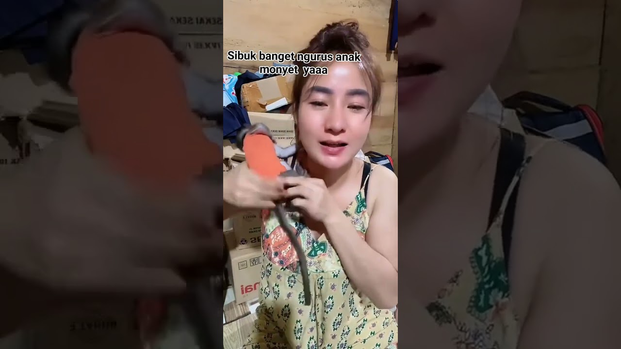 Sibukkan ngurusin monyet