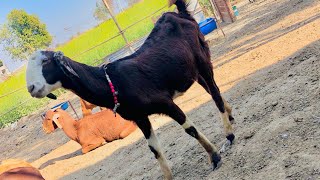 सबसे सुंदर बच्ची हमारे फार्म की | gujari nasal goat | sirohi bakri farm jind