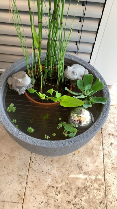Setting up a patio pond #fish #aquarium #ponds #shorts