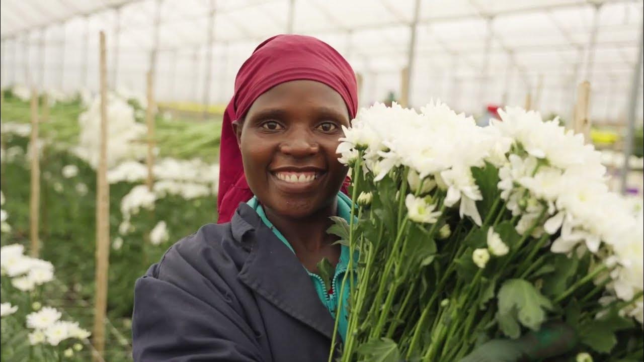 Flamingo Horticulture - 2022 Naivasha Packed at Source Expansions - YouTube