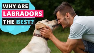 10 Qualities of Labrador That Will Make You Want One by Labrador Care 4,372 views 1 year ago 3 minutes, 55 seconds