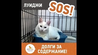 Луиджи - глухой котёнок Луиджи - глухой котёнок