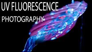 UV Fluorescence Macro Photography