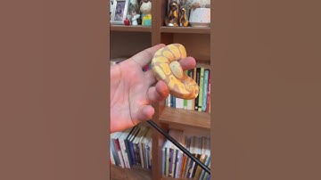 مورف بنانا طرفدار داره اینجا ؟ 🍌🐍 #مار #ballpython #پایتون #python #حیوان_خانگی #پیتون #snake
