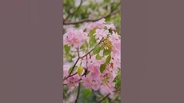 #midtownphumyhung Mùa hoa kèn hồng.