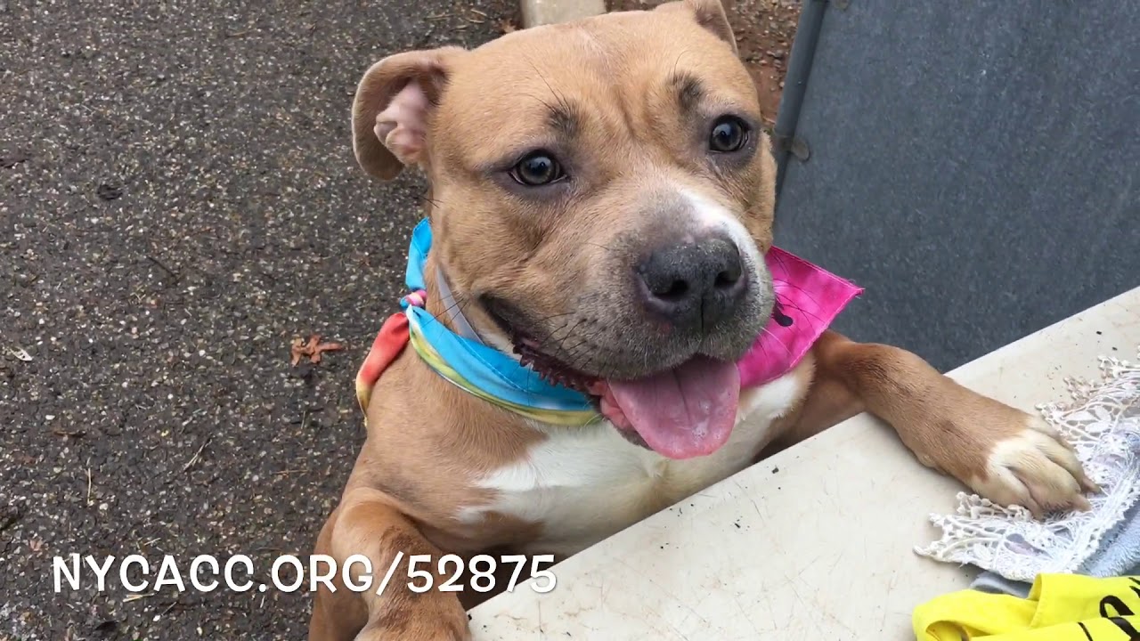adopt cats long island Daisy Duke 52875/Love nugget/NYCACC