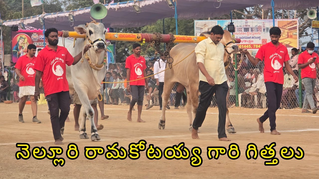 రెంటచింతల ఆరుపళ్ళు 12జత.కావ్య నంది బ్రిడింగ్ బుల్స్ సెంటర్ నెల్లూరి రామకోటయ్య గారి గిత్తలు