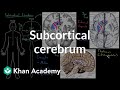 Subcortical cerebrum | Organ Systems | MCAT | Khan Academy